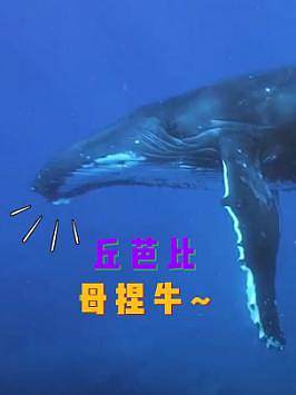 在汤加遇到鲸鱼时，我一直在想它在说什么，现在终于知道了