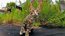 我在空地上看到的流浪猫小猫太可爱了