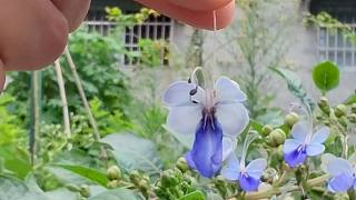 开花像蓝色的蝴蝶：蓝蝴蝶，耐热耐晒四季开花