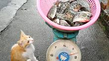 【捡猫】记录第1012天，吃不完的鱼！就是幸福！