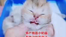 独苗小奶猫取了名字，好听易记，纪念它是早产儿，从此幸福成长