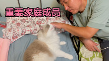 【布偶猫】自从养了猫，家庭气氛都变得温馨和谐