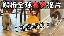 解析全球高赞猫片：小猫模仿“兔子蹦”太治愈了！国外猫咪开挂瞬间
