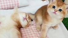 无聊的两只小奶猫