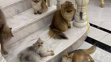 14只猫24小时不搞卫生挑战！