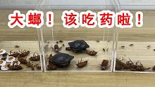 大螂！该吃药啦！蟑螂一碰就死？用什么方法能最快速灭杀蟑螂？