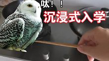 【哈利波特魔法觉醒】跨次元入学前夕：没错，我叒要去霍格沃茨了！