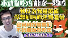 【少帮主】小动物吃鸡 能吃一鸡吗丨我以为我是黄雀 谁知道后面还有渔翁丨安利给好哥哥们 但是好哥哥们不