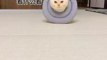 请问你是跪着走路吗#猫咪的迷惑行为 #萌宠 #短腿猫 #曼基康矮脚 #猫