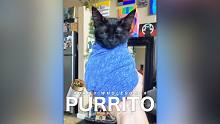 【PURRITO】如何制作喵喵卷饼