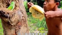丛林生活：二溜子偶遇小鹦鹉，砍竹笋烟熏蜂巢吃蜂蜜 #户外