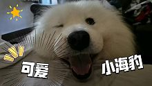 又胖，睡觉打呼噜，吃得多，哈气声还这么大，但是长得可爱呀。