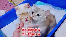 猫妈和女儿合喂五只奶猫，早产独苗奶猫从日增2克到15克变化真大