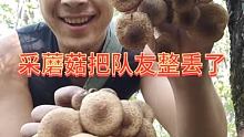 蘑菇太好了，明天采蘑菇去，有需要肾精茶的，快点下单吧，採不了几天了，该备货的赶紧备吧，下方小黄车直接
