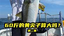 大连海钓，这条黄尖子在大连算大算小？第二集