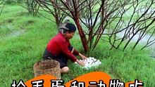 大姐抓鸭失败捡窝毛蛋和小家伙们一起吃 #野外美食 #野外生存 #保护动物人人有责