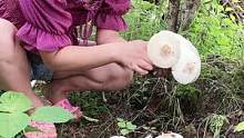 #农村生活 #我的乡村生活 #采蘑菇 #野生菌