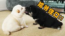 【萌宠来袭】奶狗互咬，这谁顶得住啊