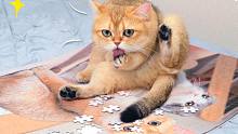 给小猫咪看自己图案的拼图，这反应绝了！