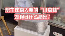 帮主在梅大姐的“小森林”发现什么秘密？