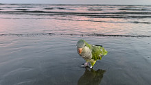 “海边偶遇一只鹦鹉”
