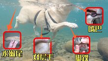 拉布拉多游泳厉害是因为脚蹼吗？3个特殊原因让它蝉联游泳冠军！