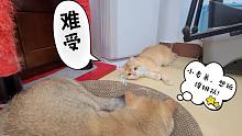 中年猫霸占新玩具，少年猫一脸羡慕!