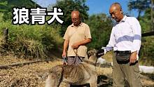 陕西大叔隐居秦岭大山，养几十条土狗两条狼青犬，摩托车运水吃