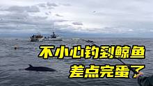 海钓危险吗？不小心钓到鲸鱼，差点就完蛋了！