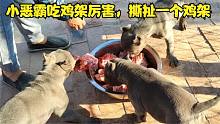 恶霸犬吃鸡架，成犬恶霸一口一个鸡架，小恶霸撕开一个鸡架抢着吃