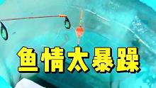 这鱼情太暴躁，只要你不停，就一直连竿