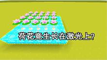 迷你世界：荷花竟生长在激光上？没有水荷花也不会消失？太神奇了