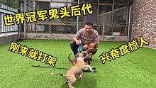 世界冠军后代就是厉害，才3个月打架就如此凶猛，难怪被国家禁养