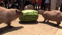 カピバラのジャンボスイカタイム Capybara VS Huge watermelon