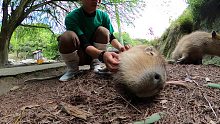 カピバラが次々に撫でられに来る Scratching capybara one after anot