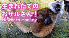 食事してても、ジャンプしてても、母にしがみつく赤ちゃんザル Lemur baby #shorts
