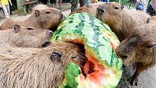 【超巨大】カピバラ、史上最大97キロのジャンボスイカタイム Capybara eat huge 97