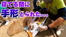 カピバラさんの手形とろうとしたら容赦ないツッコミもらってムキになる飼育員ｗ Capybara Foo