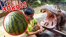 カバのジャンボスイカ2021 Hippo eat huge watermelon