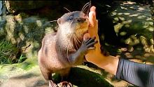カワウソのエサおねだりが可愛過ぎた。Otters' breakfast
