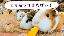 【プイプイ】モルモットのエサやりを逆再生したら可愛さ大渋滞！Guinea pig feeding m
