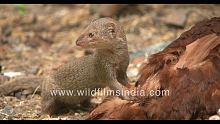 Mongoose attacks and eats off entire Chicken some 