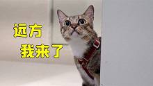 戏精猫咪又想离家出走了，相信我，别随便得罪一只小气的猫咪！
