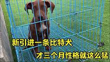 阿龙新引进一条比特犬，才3个月性格就这么猛，不愧是禁养犬！