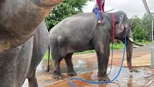เจ้ให้มันน้อยๆหน่อยเป๊บซี่อาบนำ้กับเจ้elephant