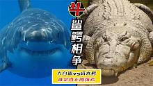 大白鲨VS咸水鳄，谁会赢？