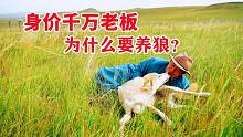 身价千万老板为什么要养狼？听听大叔怎么说