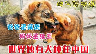 世界独有犬种在中国，爸爸是藏獒，妈妈是狼王，脾气还挺爆