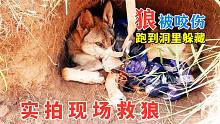 一只狼被咬伤跑到洞里躲藏，看大叔如何救狼，镜头拍下全过程