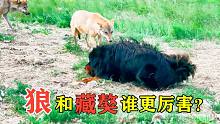 狼和藏獒谁更厉害？面对一群野狼，藏獒霸气亮剑